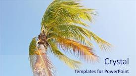 Presentation with strong wind - Slide deck having sway - coconut palm tree bending background and a sky blue colored foreground