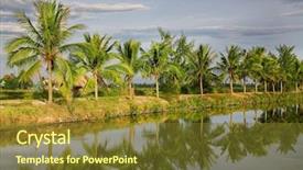  Presentation with canal - Amazing presentation design having sway - coconut palms near the canal backdrop and a tawny brown colored foreground