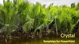  Presentation with irrigation - Theme having sway - palms trees near the irrigation background and a tawny brown colored foreground