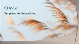  Presentation with water - Audience pleasing presentation design consisting of swaying reeds in front backdrop and a sky blue colored foreground