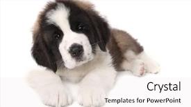  Presentation with saint - Presentation theme having sweet adorable saint bernard puppy background and a white colored foreground
