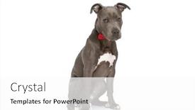  Presentation with sweet - PPT theme featuring sweet-american-staffordshire-terrier-dog background and a white colored foreground