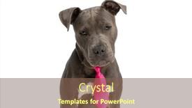  Presentation with sweet - Presentation theme featuring sweet-american-staffordshire-terrier-puppy background and a violet colored foreground