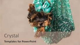  Presentation with sweet - Presentation design enhanced with sweet-baby-yorkshire-terrier-puppy background and a coral colored foreground