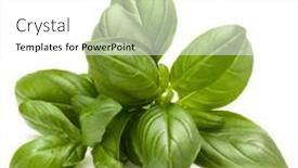  Presentation with sweet basil - Colorful PPT layouts enhanced with sweet-basil-herb-leaves-bunch backdrop and a white colored foreground