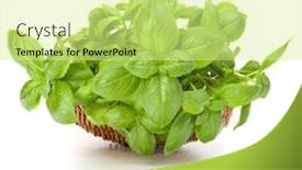  Presentation with sweet basil - Cool new slides with sweet basil herb leaves bunch in wicker basket isolated on white background cutout backdrop and a blonde colored foreground