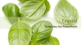  Presentation with sweet basil - Slide set consisting of sweet basil herb leaves handful isolated on white background closeup background and a soft green colored foreground