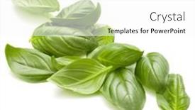  Presentation with sweet basil - PPT layouts having sweet basil herb leaves handful isolated on white background closeup background and a white colored foreground