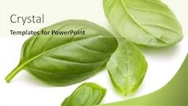  Presentation with sweet basil - Presentation design enhanced with sweet basil herb leaves handful isolated on white background closeup background and a blonde colored foreground