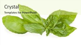  Presentation with sweet basil - Slides consisting of sweet basil herb leaves isolated background and a blonde colored foreground