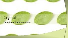  Presentation with sweet basil - Slide set having sweet basil herb leaves isolated on white background closeup flat lay top view seamless pattern background and a blonde colored foreground