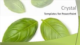  Presentation with sweet basil - Slides with sweet basil herb leaves isolated over white background closeup flat lay top view background and a white colored foreground