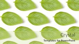  Presentation with sweet basil - Cool new slide set with sweet-basil-herb-leaves-isolated backdrop and a soft green colored foreground