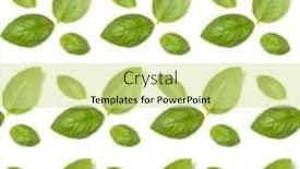  Presentation with sweet basil - Amazing PPT theme having sweet-basil-herb-leaves-isolated backdrop and a soft green colored foreground