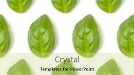  Presentation with sweet basil - Presentation theme consisting of sweet-basil-herb-leaves-isolated background and a yellow colored foreground