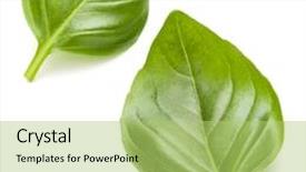  Presentation with sweet basil - Presentation theme enhanced with sweet basil herb leaves isolated on white background closeup background and a mint green colored foreground