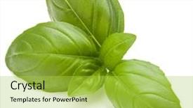  Presentation with sweet basil - Colorful presentation design enhanced with sweet basil herb leaves isolated on white background closeup backdrop and a yellow colored foreground