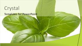  Presentation with sweet basil - Audience pleasing PPT theme consisting of sweet-basil-herb-leaves-isolated backdrop and a blonde colored foreground