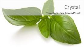  Presentation with sweet basil - Beautiful slides featuring sweet-basil-herb-leaves-isolated backdrop and a white colored foreground