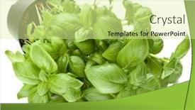  Presentation with sweet basil - Amazing PPT layouts having sweet basil leaves in flowerpot isolated on white background cutout backdrop and a blonde colored foreground