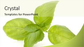  Presentation with sweet basil - Beautiful presentation featuring sweet basil leaves isolated backdrop and a blonde colored foreground