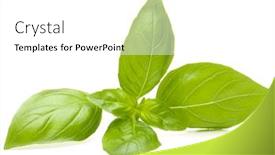  Presentation with sweet basil - Colorful slide set enhanced with sweet basil leaves isolated on white background backdrop and a white colored foreground
