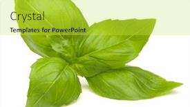  Presentation with sweet basil - Theme having sweet basil leaves isolated on white background background and a yellow colored foreground