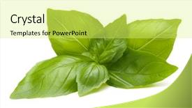  Presentation with sweet basil - Cool new slide deck with sweet basil leaves isolated on white background backdrop and a yellow colored foreground