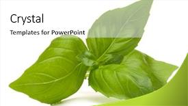  Presentation with sweet basil - Audience pleasing slide set consisting of sweet basil leaves isolated backdrop and a white colored foreground