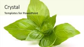  Presentation with sweet basil - Colorful presentation theme enhanced with sweet basil leaves isolated backdrop and a yellow colored foreground