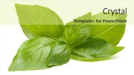  Presentation with sweet basil - Presentation theme having sweet basil leaves isolated on white background background and a yellow colored foreground
