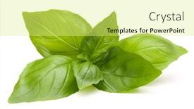  Presentation with sweet basil - Presentation design featuring sweet basil leaves isolated on white background background and a yellow colored foreground