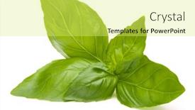  Presentation with sweet basil - Presentation theme enhanced with sweet-basil-leaves-isolated and a  colored foreground