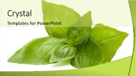  Presentation with sweet basil - Presentation theme enhanced with basil leaves isolated on white background and a yellow colored foreground