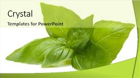  Presentation with sweet basil - Slides featuring sweet basil leaves isolated on white background background and a yellow colored foreground