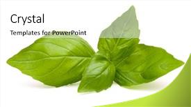  Presentation with sweet basil - Audience pleasing presentation design consisting of sweet basil leaves isolated backdrop and a white colored foreground
