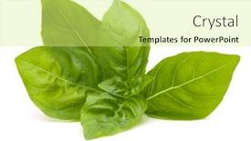  Presentation with sweet basil - Presentation theme featuring sweet basil leaves isolated on white background background and a soft green colored foreground