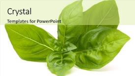  Presentation with sweet basil - Beautiful PPT layouts featuring basil leaves isolated on white backdrop and a yellow colored foreground