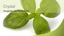  Presentation with sweet basil - Audience pleasing slides consisting of sweet basil leaves isolated on white background backdrop and a yellow colored foreground