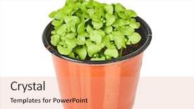  Presentation with sweet basil - Presentation theme consisting of sweet basil sprouts background and a coral colored foreground