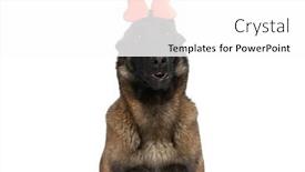  Presentation with sweet - PPT theme enhanced with sweet-belgian-shepherd-puppy background and a white colored foreground