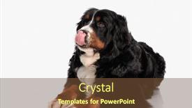  Presentation with tongue - Presentation theme featuring sweet-berna-shepherd-puppy-sticking background and a tawny brown colored foreground