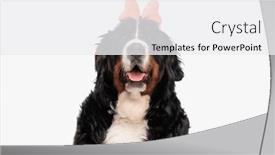  Presentation with tongue - PPT layouts with sweet-berna-shepherd-puppy-wearing background and a white colored foreground