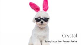  Presentation with pink white - Colorful PPT theme enhanced with sweet-bichon-dog-wearing-pink backdrop and a white colored foreground
