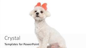  Presentation with butterfly - Slide deck enhanced with sweet-bichon-dog-wearing background and a white colored foreground