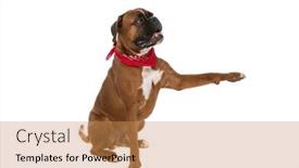  Presentation with boxer dog - Presentation enhanced with sweet-boxer-dog-raising-one background and a coral colored foreground
