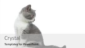 Presentation with shoulder - Presentation with sweet-british-shorthair-cat-looking background and a light gray colored foreground