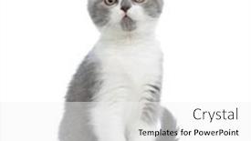  Presentation with british - Audience pleasing theme consisting of sweet-british-shorthair-cat-looking backdrop and a white colored foreground