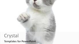  Presentation with paw - Amazing presentation having sweet-british-shorthair-cat-striking backdrop and a white colored foreground