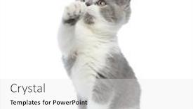  Presentation with paw - Slide set enhanced with sweet-british-shorthair-cat background and a white colored foreground